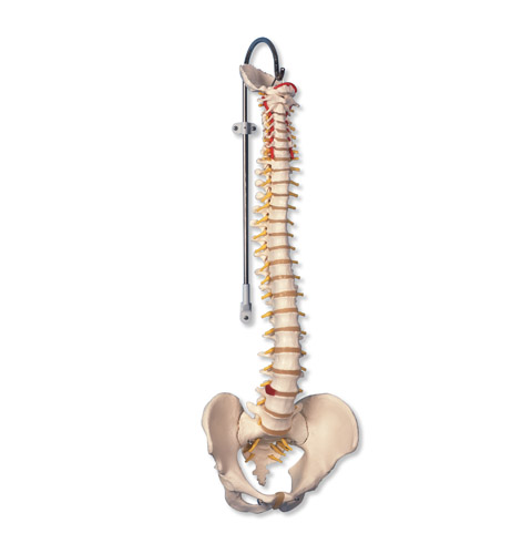 All Products - Colonne Vertebral Avec Support