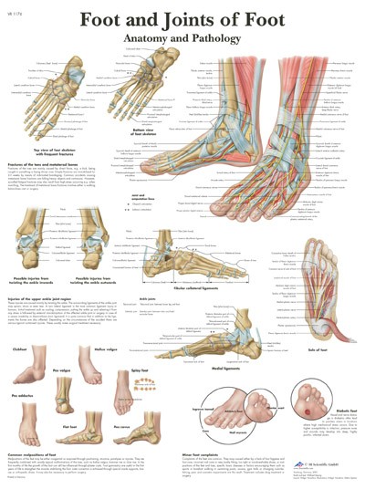 All Products - Wandkaart: Foot And Joints Of Foot