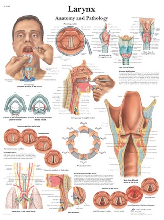 Wandkaart: Larynx