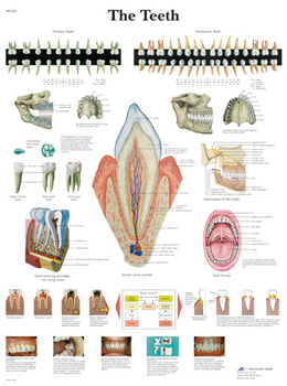All Products - Wandkaart: The Teeth