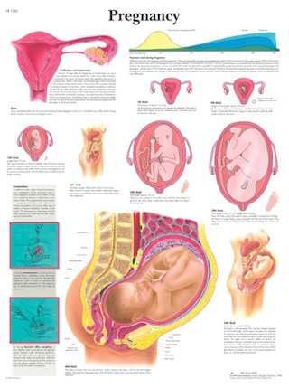 Wandkaart: Pregnancy