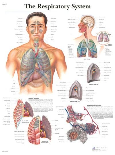 Wandkaart: The Respiratory System