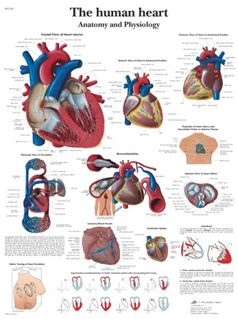 Wandkaart: The Human Heart