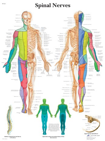 Wandkaart: Spinal Nerves